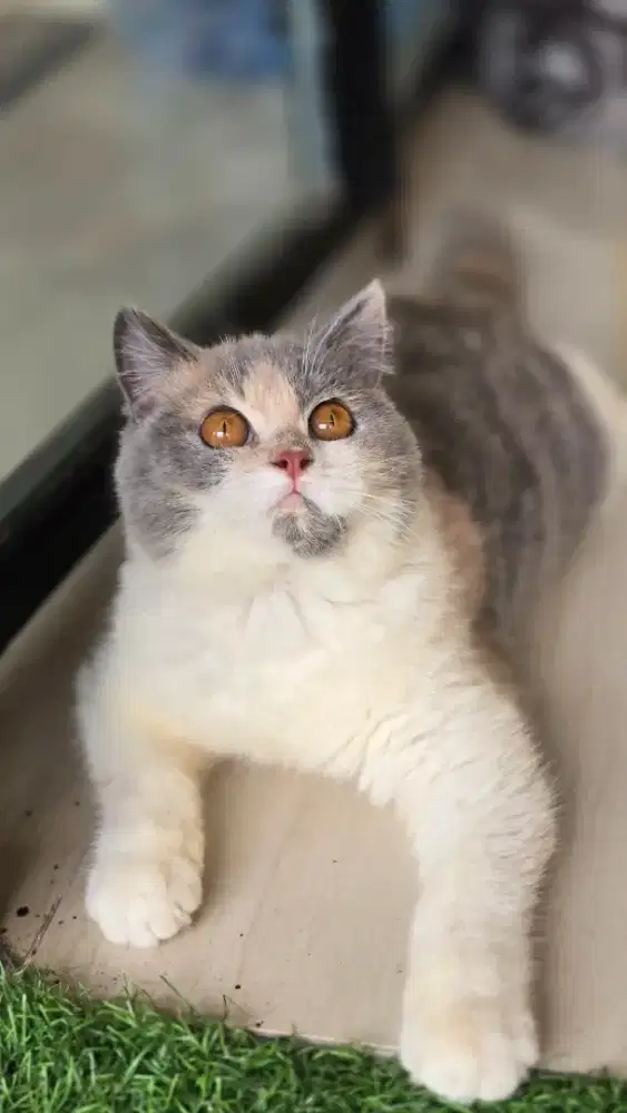 Kucing british shorthair bsh x british shorthair