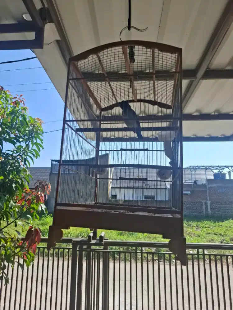Burung Samyong Rawatan Jinak Gacor