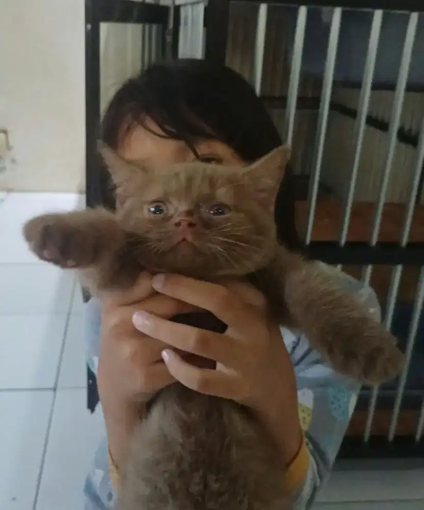BSH cinnamon solid (betina)