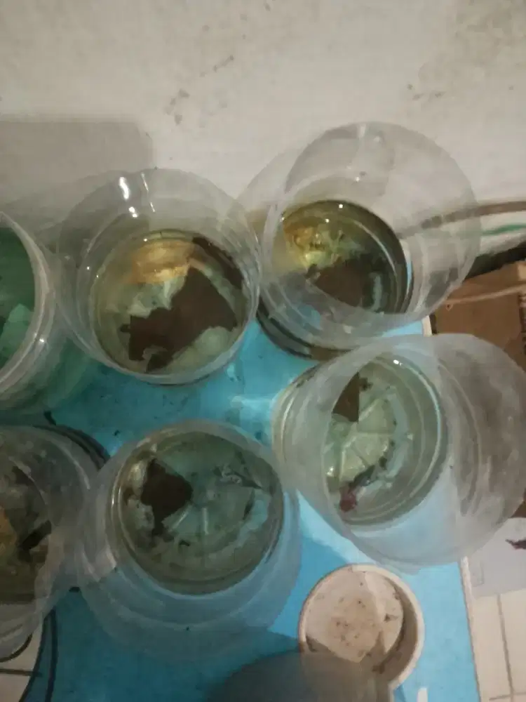 Cupang berbagai jenis warna