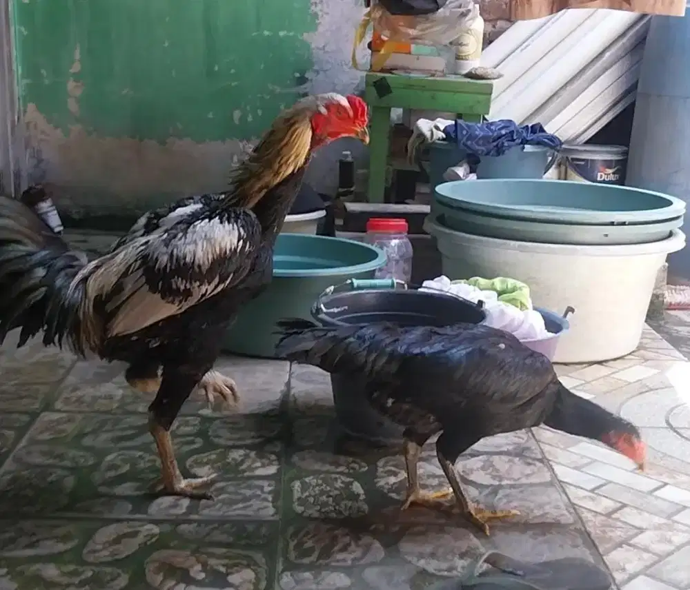 Ayam Pakhoy x Pama.