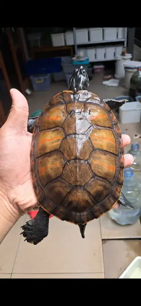 Alabama cooter jarang dipasaran, bukan brazil atau res