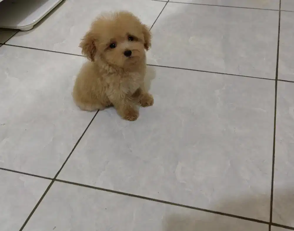 Super tiny poodle
