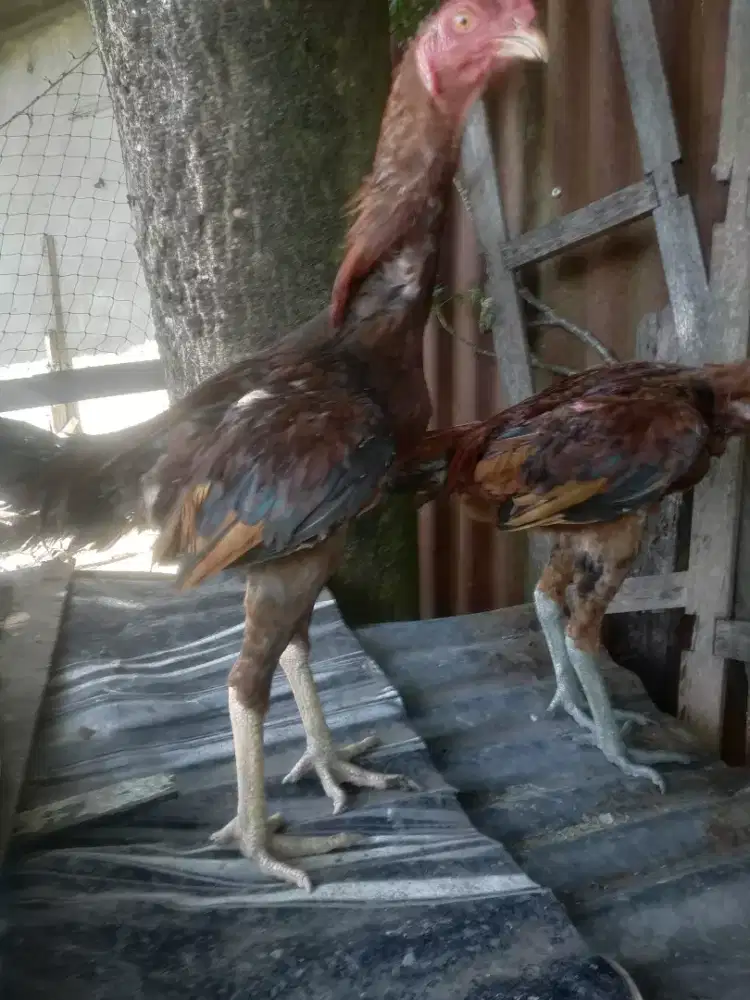 Dijual ayam Pama umur 5 bln