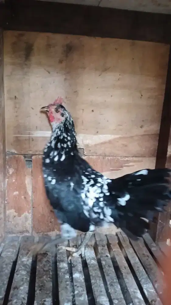 Ayam ketawa produksi