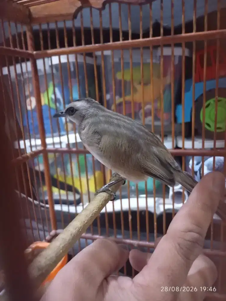Burung trucuk gacor