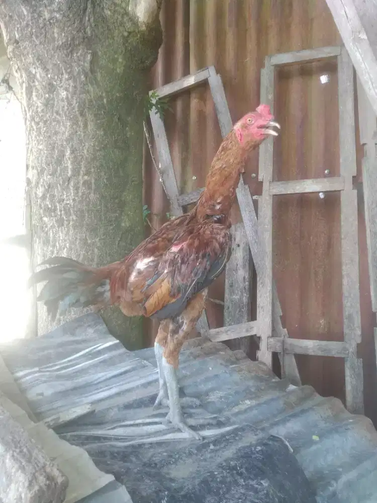 DIJUAL AYAM JANTAN PAMA, UMUR 5 BLN LEBIH KURANG