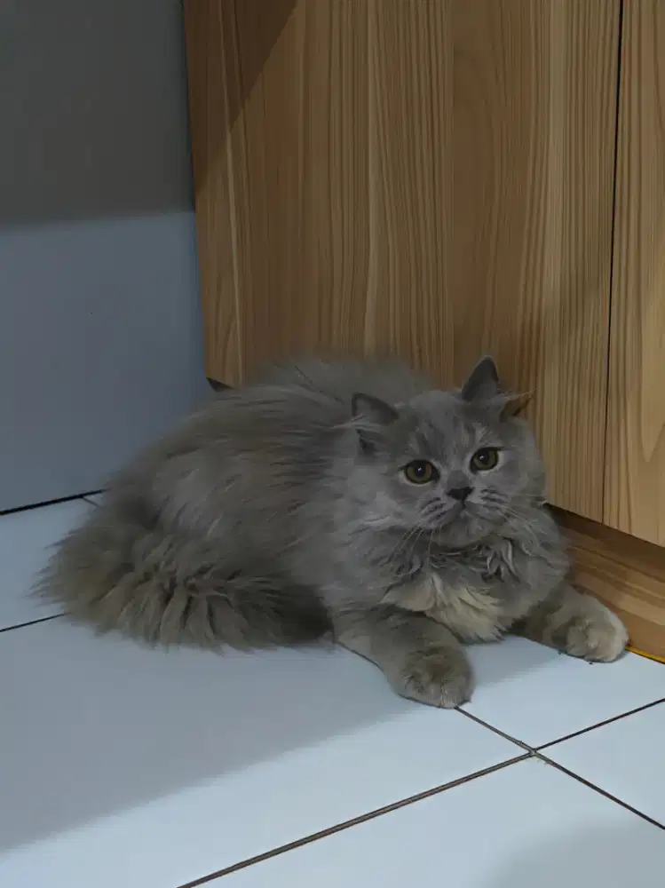 Britishlonghair X persian bigbone betina 3bln
