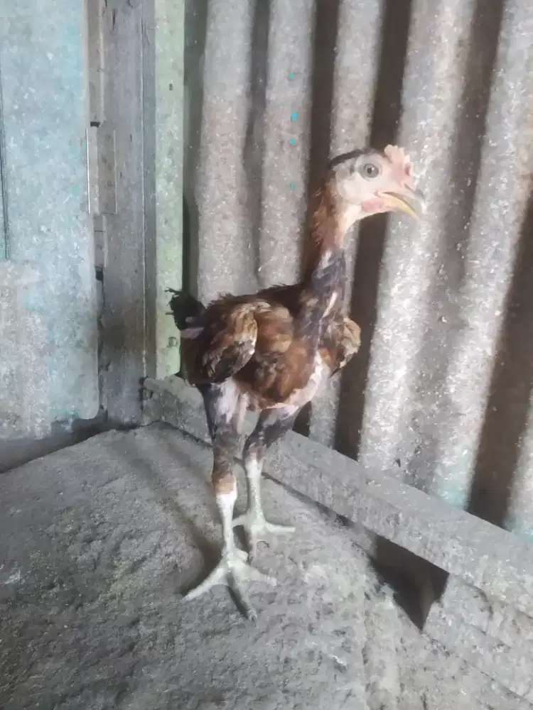 DIJUAL AYAM JANTAN PAMA