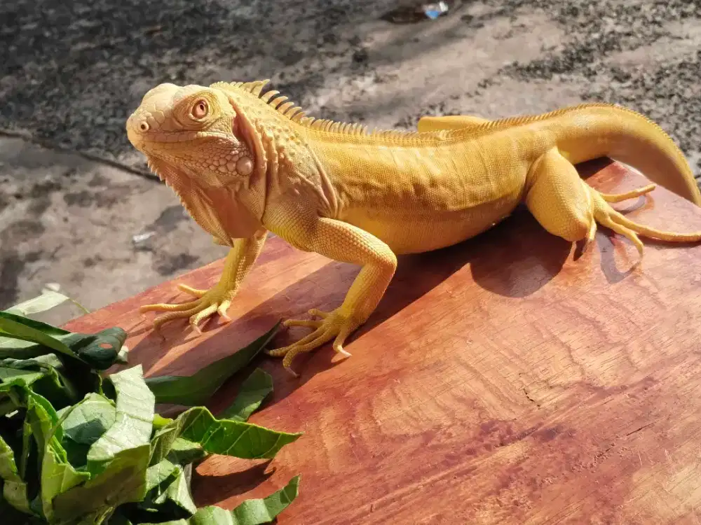 Iguana albino no minus
