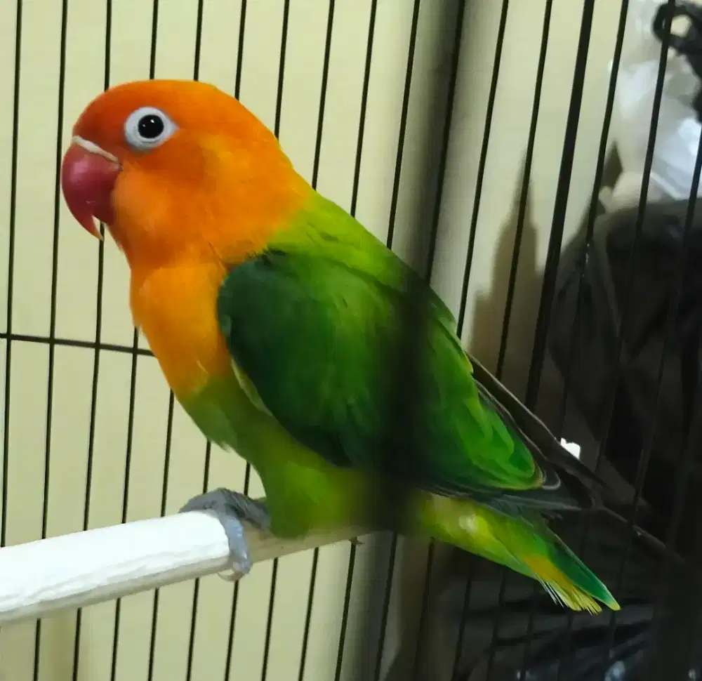 Lovebird Biola green