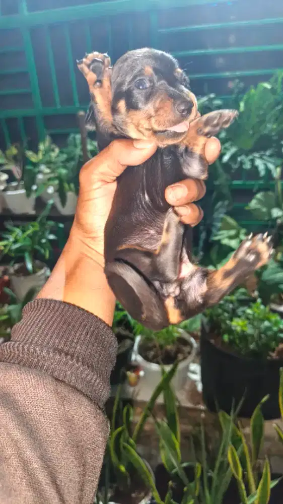 PUPPY TEKEL / DACHSHUND