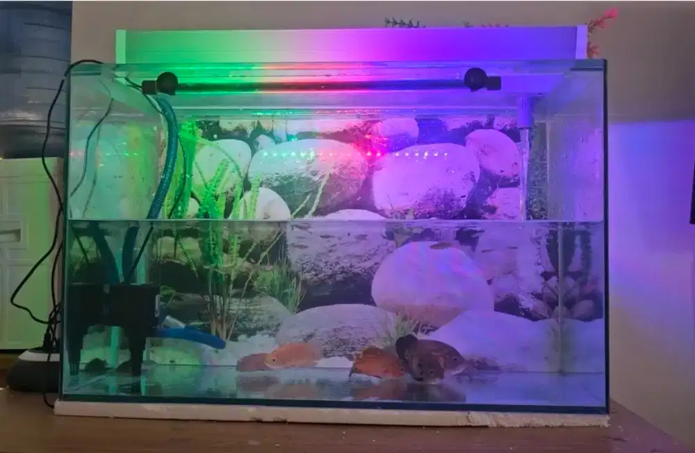 Aquarium 1 set plus ikan dan hiasan aquarium