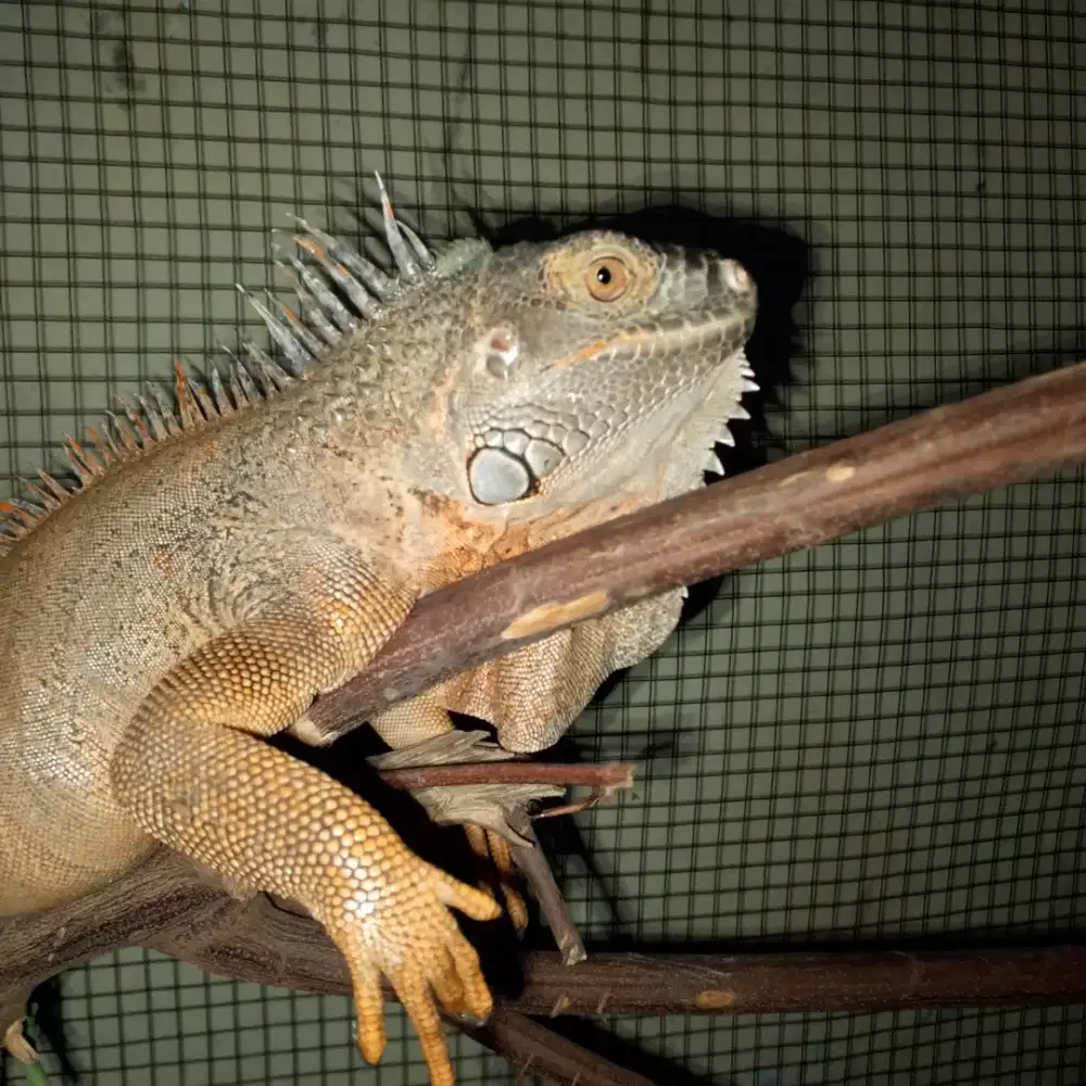 Iguana red no minus
