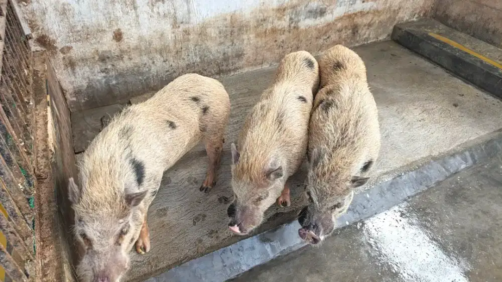 BABI MINI / MICRO PIG