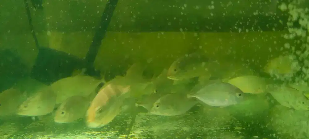 ikan baby GT air tawar