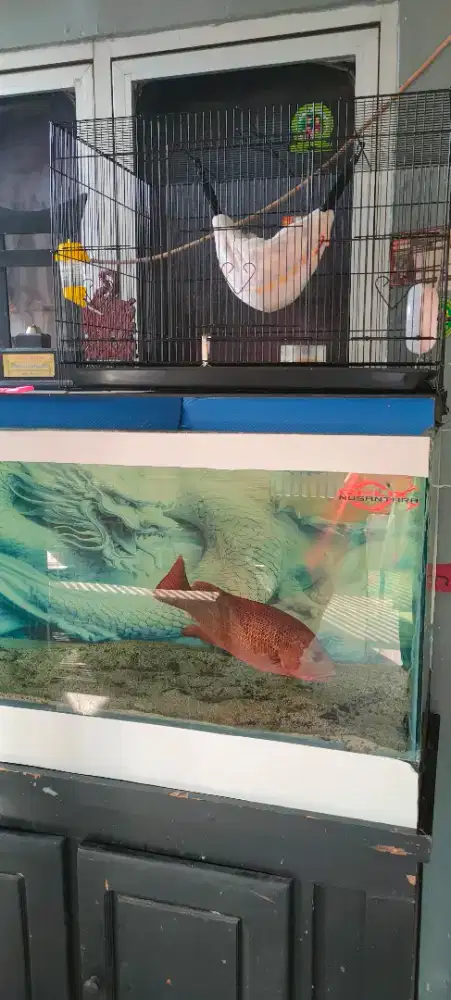 ikan kakap merah air tawar