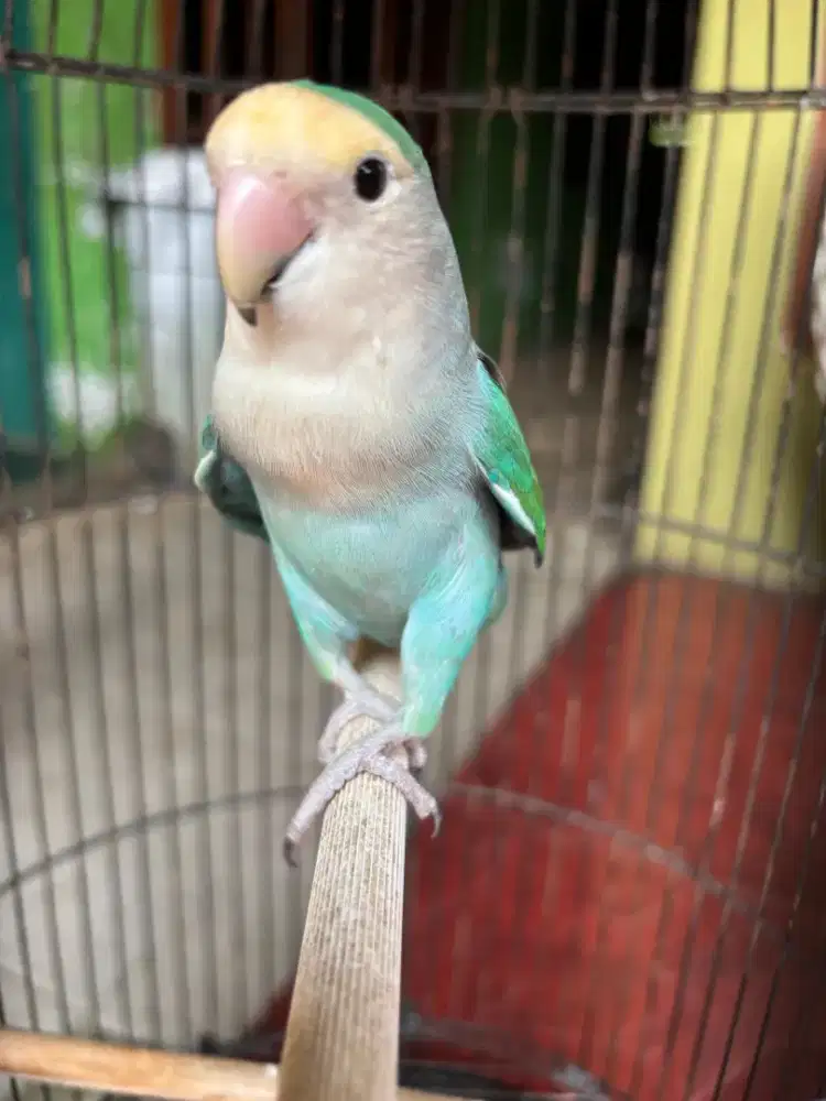 Love Bird NK plus Kandang udah ada Skill