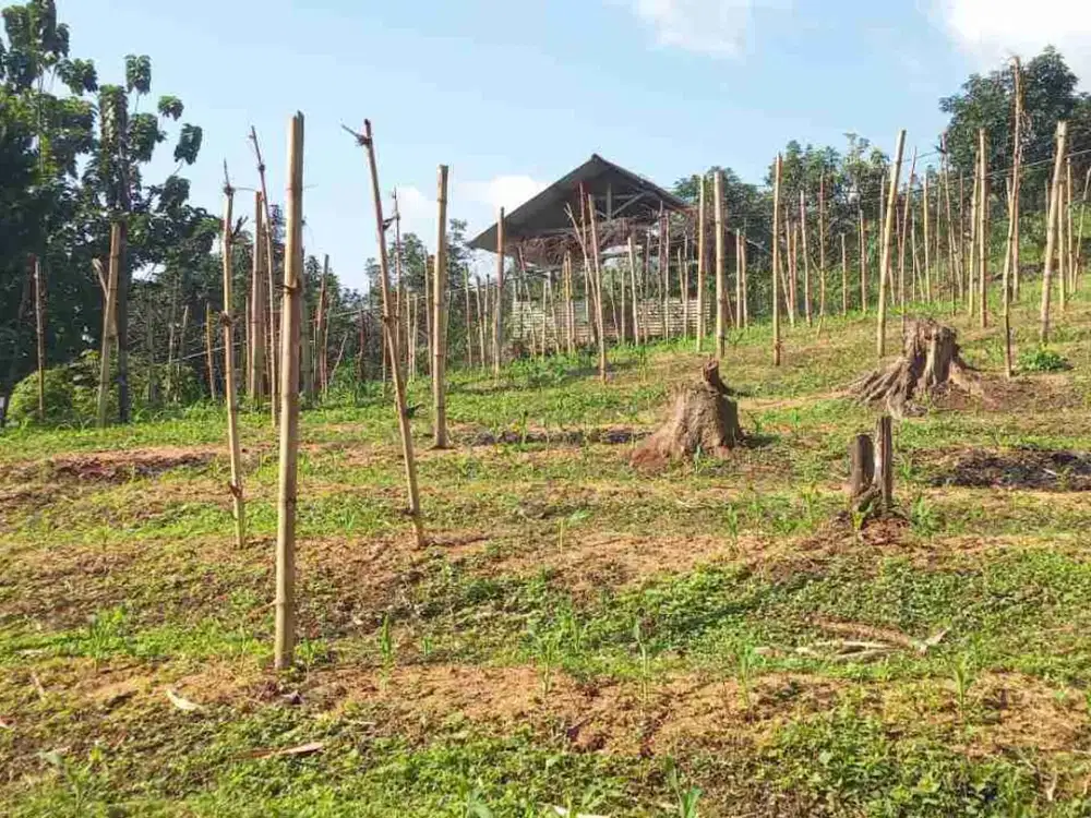 Tanah Kebun 2,6 ha Di Soreang