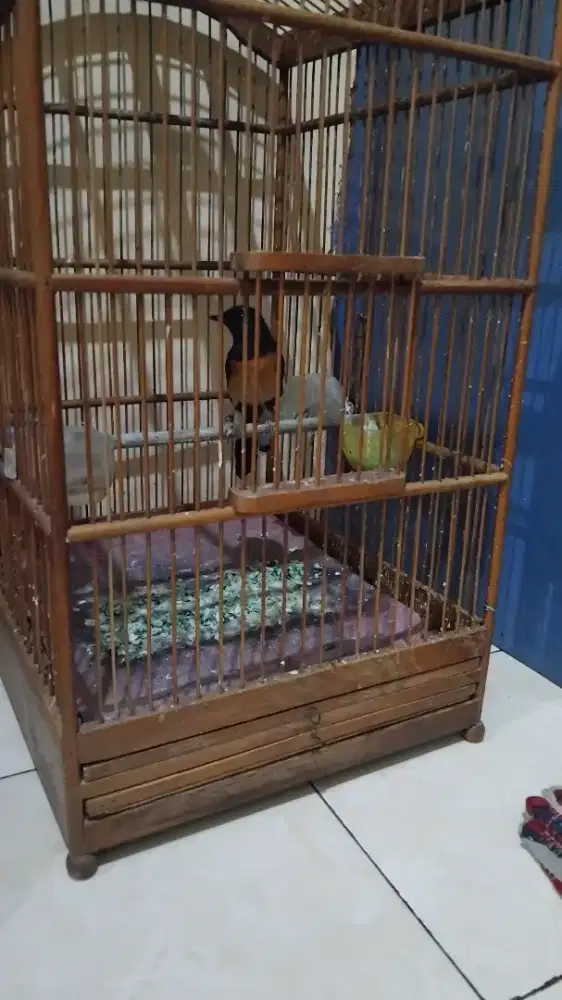 Burung murai betina ( burja )