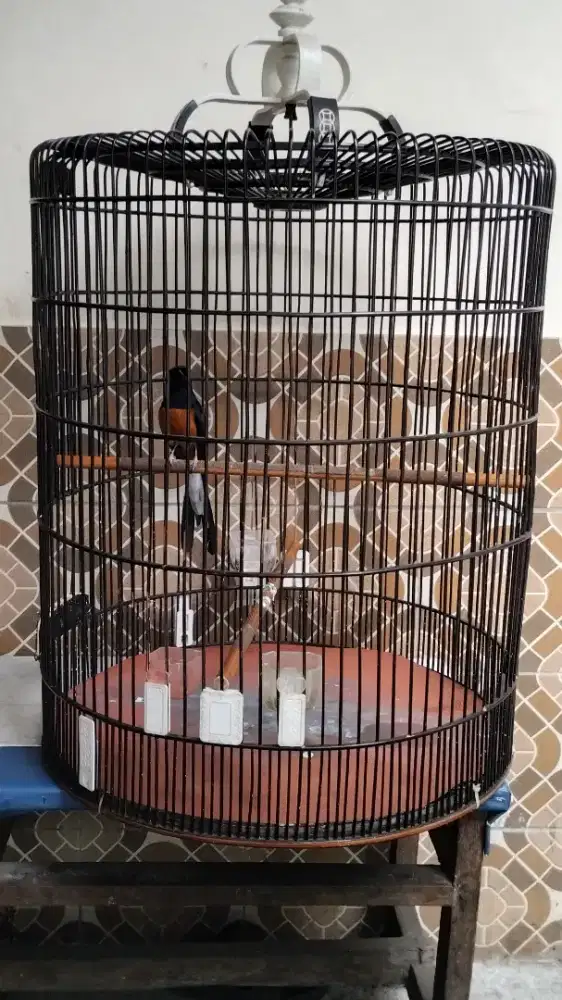 Burung murai pake ring