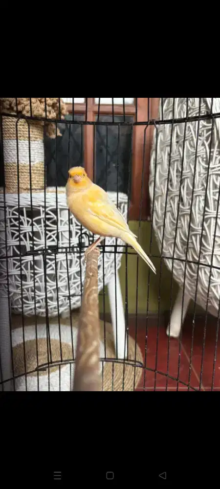Kenari Betina Loper udah bertelur