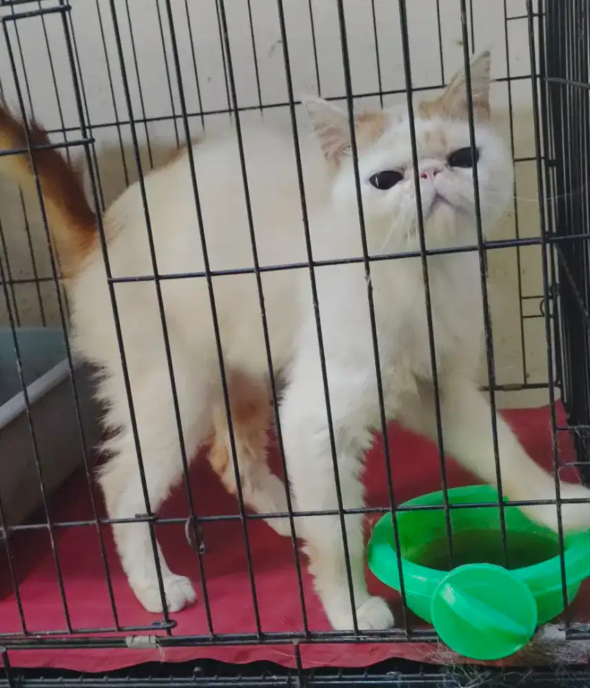 Lepas adopsi : Exo/Peaknose Jantan 12 bulàn, Red Van