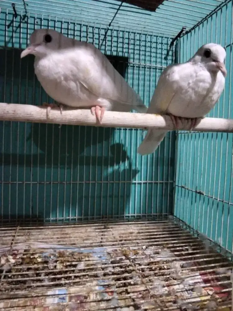 Puter Albino mata merah sepasang