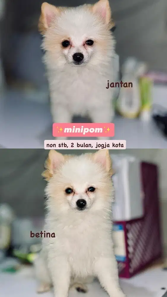 anakan minipom (ras pendek)