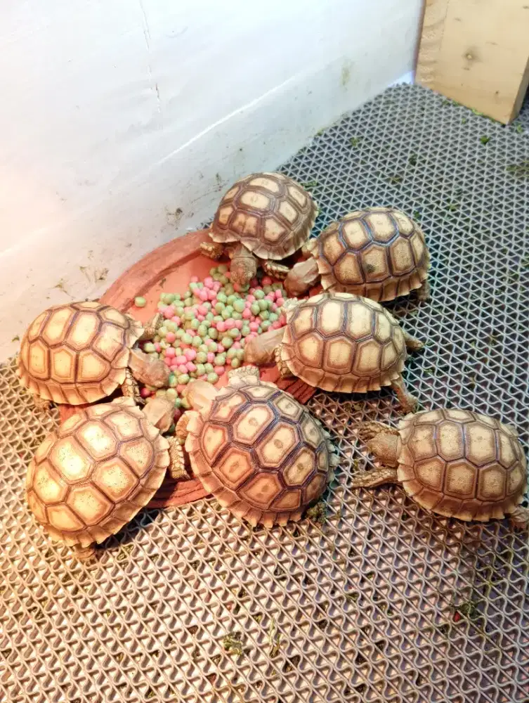 KURA KURA SULCATA SIZE 7CM