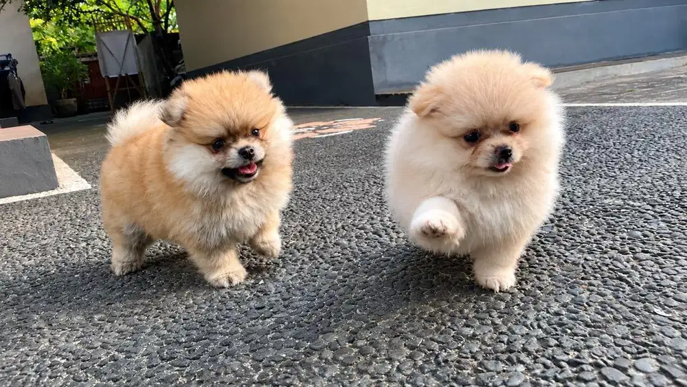 DIJUAL ANAK ANJING MINIPOM