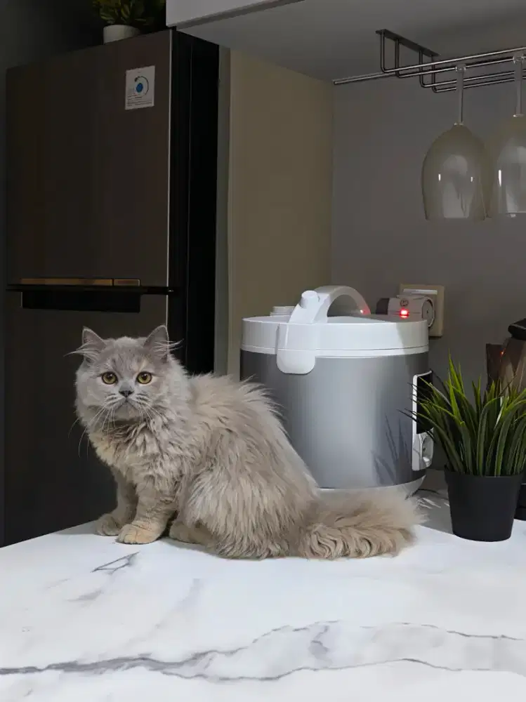 Britishlonghair X persian bigbone betina 3bln