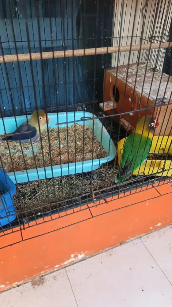 Lovebird sepasang udah pernah produksi 1 x burja