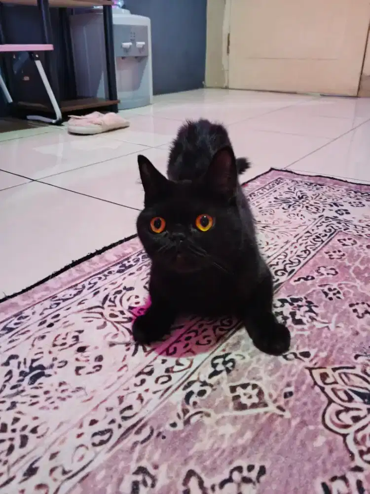 Bsh black solid betina