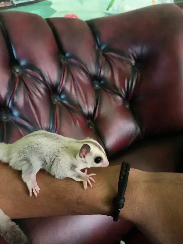 sugar glider platinum het albino