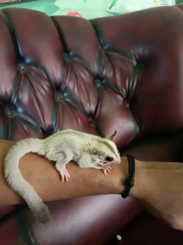 sugar glider platinum