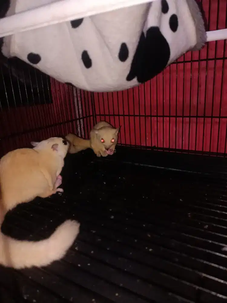 sugar glider indukan