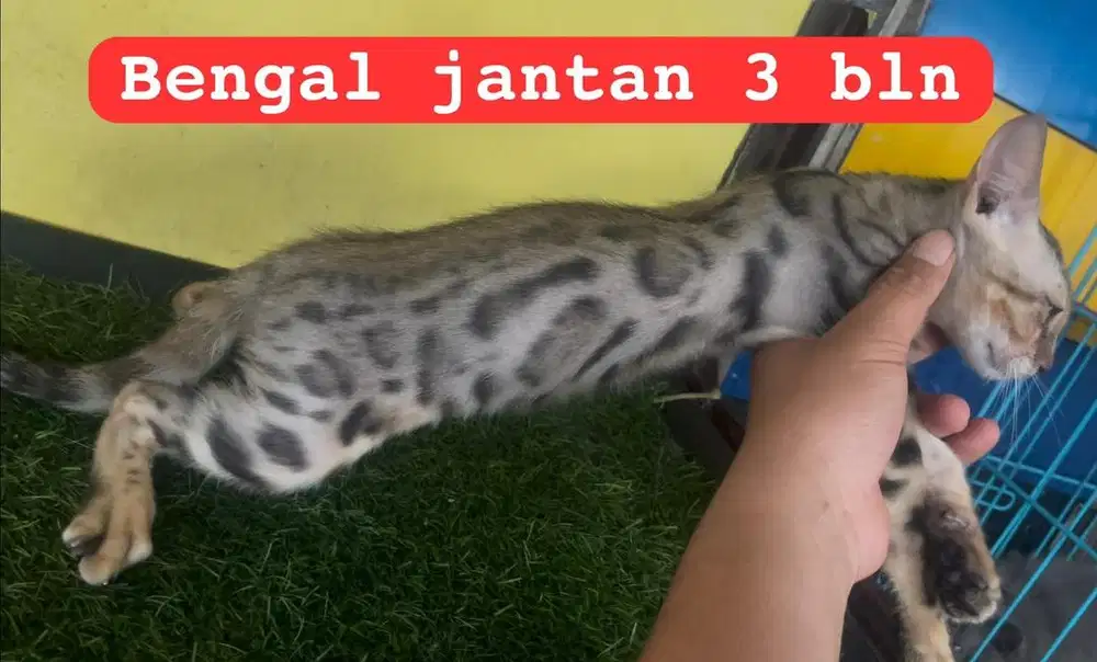 Kucing ras ben9 aL bukan persia