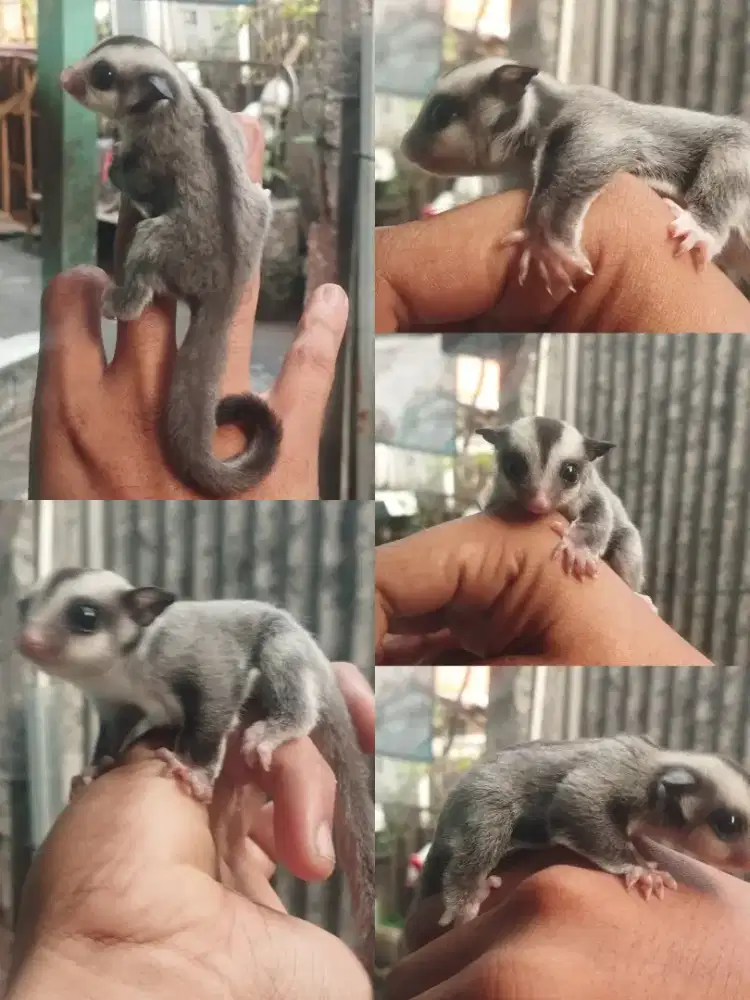Sugar glider Joey (baby(