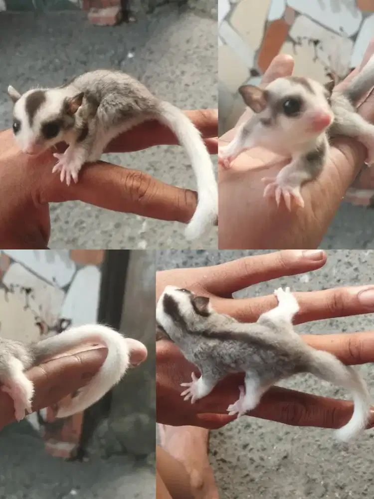 Sugar glider Joey Moza (baby)
