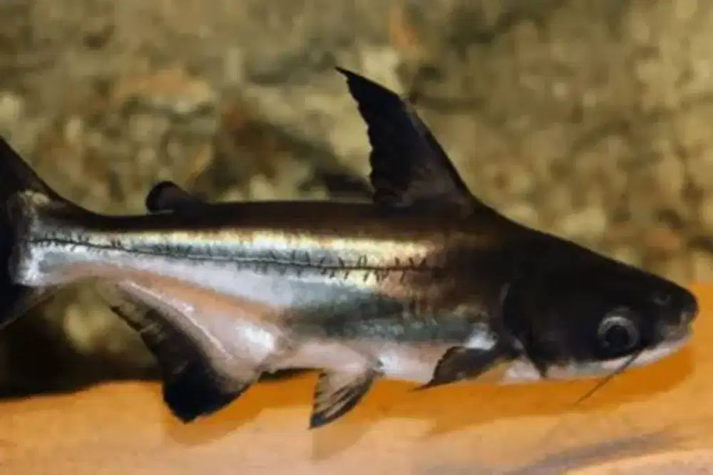 Ikan predator Genghiskan / GK