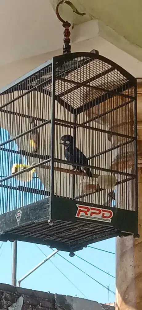 Raja perling gacor