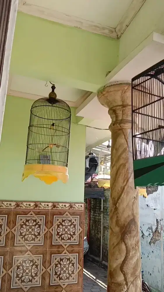 Sogon gacor rawatan mudah