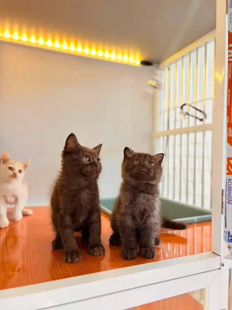 BSH BRITISH SHORTHAIR SCOTISH FOLD BLACK SMOKE, BLACK CHOCO,DAN CALICO