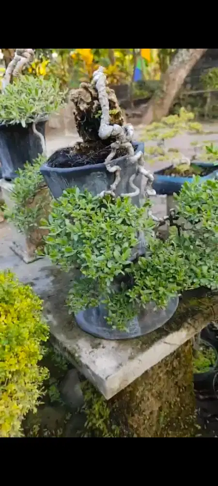 bonsai santigi small