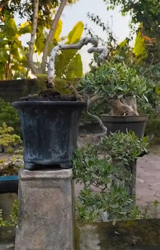 bonsai santigi small