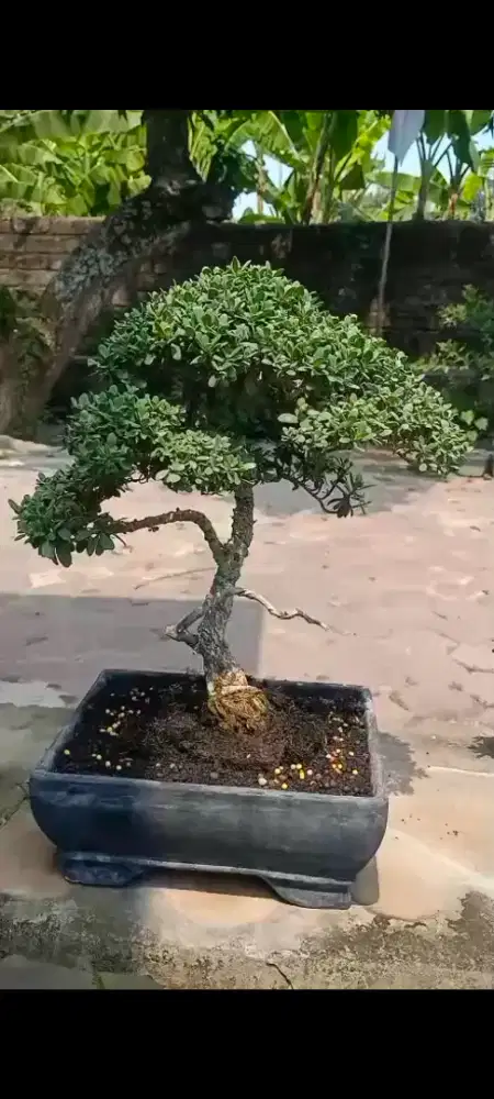Bonsai santigi small