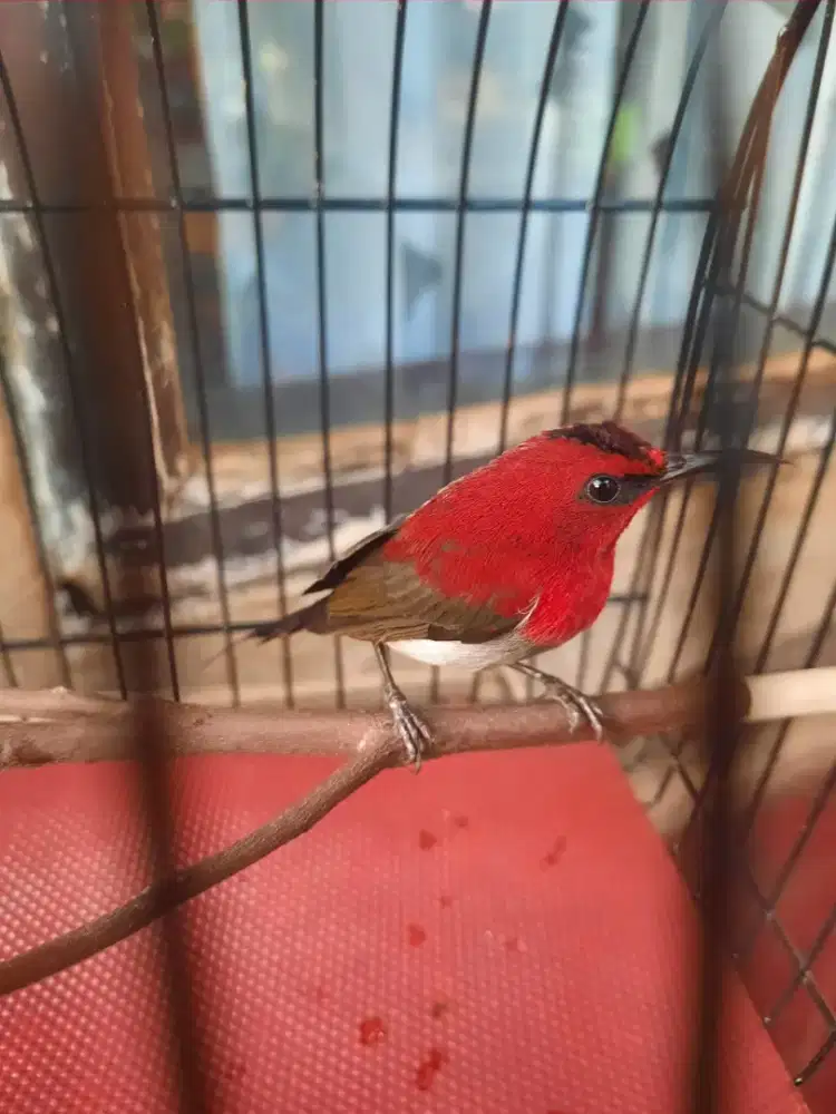 burung colubrid sepahraja jantan