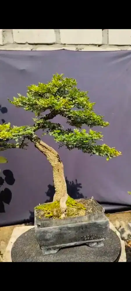 bonsai kawista batu