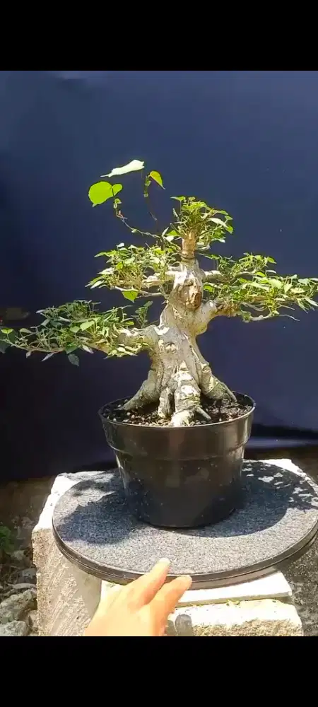 bonsai waru small